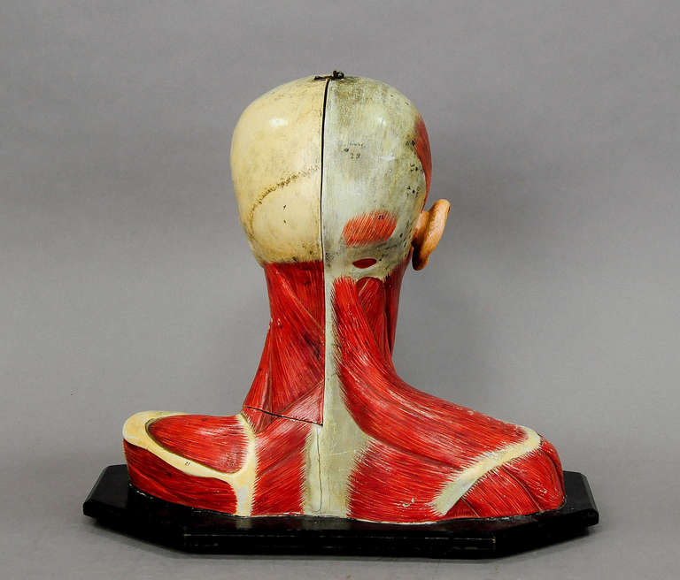 German Antique, 3D Anatomical Head Model