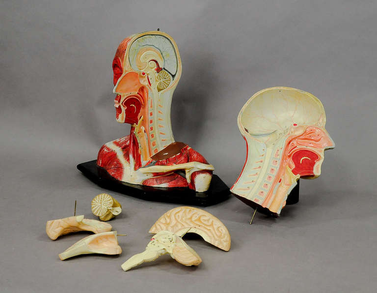 Antique, 3D Anatomical Head Model In Good Condition In Berghuelen, DE