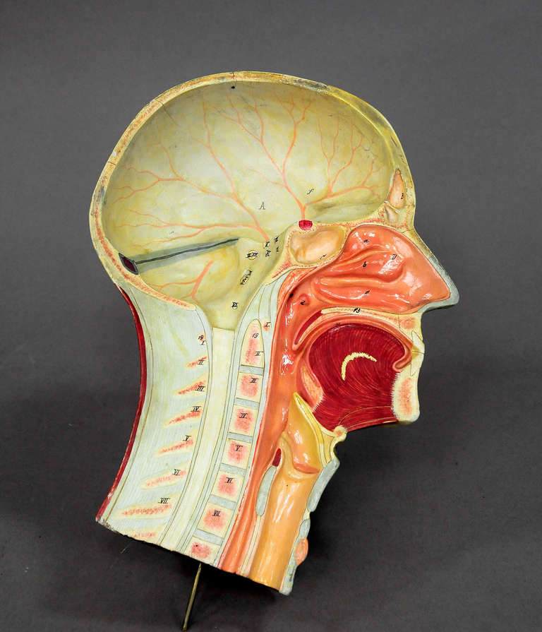 20th Century Antique, 3D Anatomical Head Model