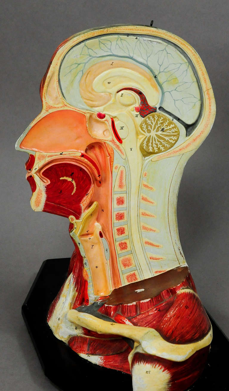 Wood Antique, 3D Anatomical Head Model