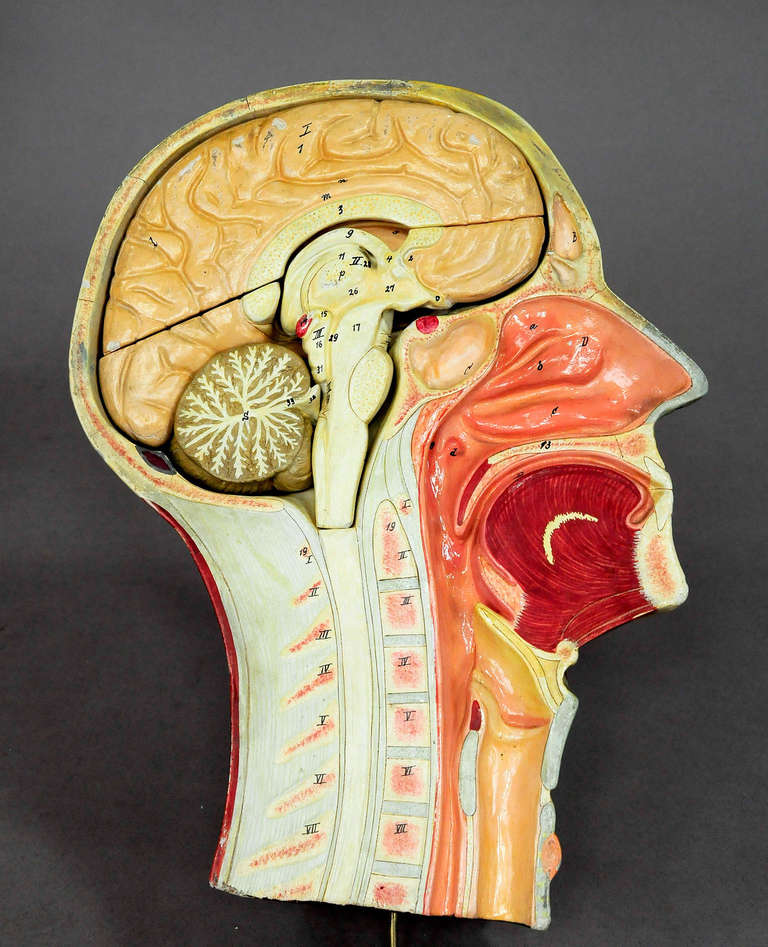 Antique, 3D Anatomical Head Model 1