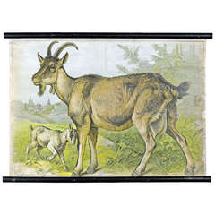 Antique School Wall Chart with Goat and Goat Kid