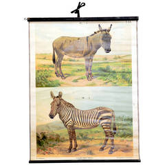 School Wall Chart with a Donkey and Zebra