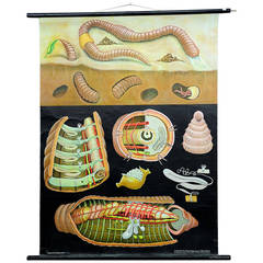Vintage School Wall Chart Morphology of the Earthworm