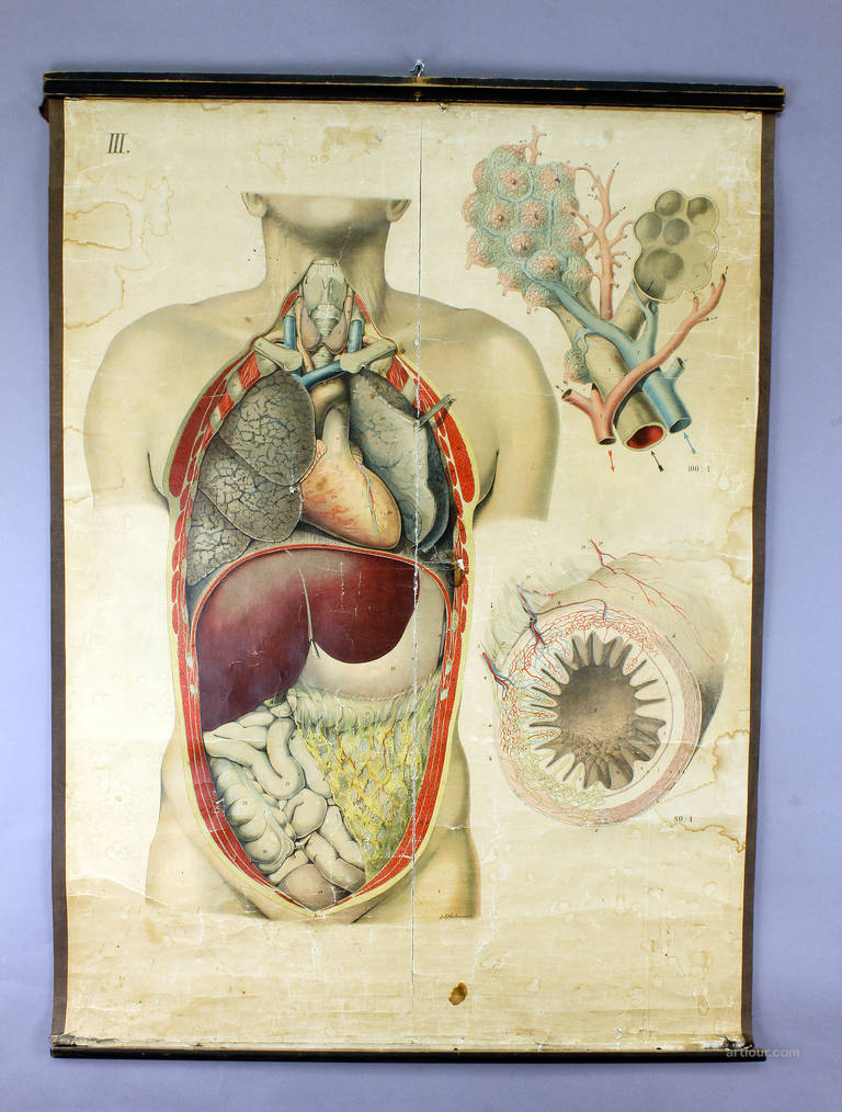 Antique Medical School Wall Chart Human Organs