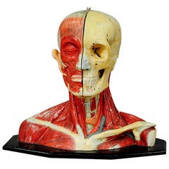 Antique, 3D Anatomical Head Model