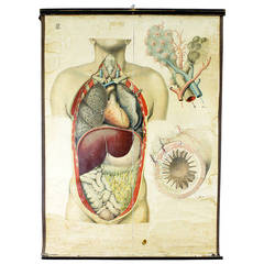 Antique Medical School Wall Chart Human Organs
