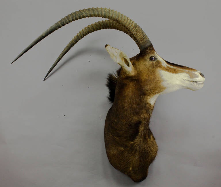 A stuffed african oryx antelope head taxidermy with great horns, vintage. Circa 1960, good condition with traces of old age, left ear buckled.