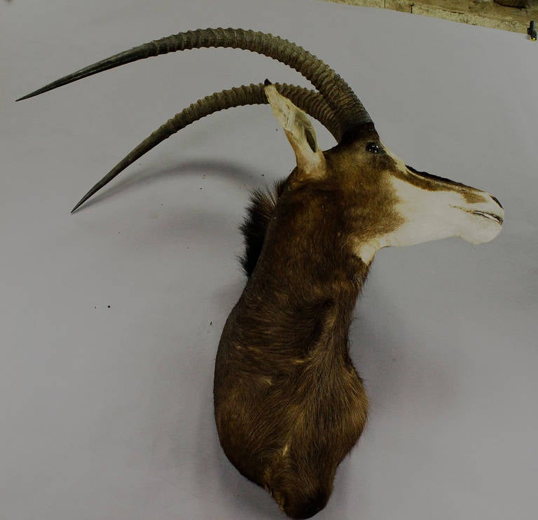 Rustic Large Stuffed Oryx Antelope Head