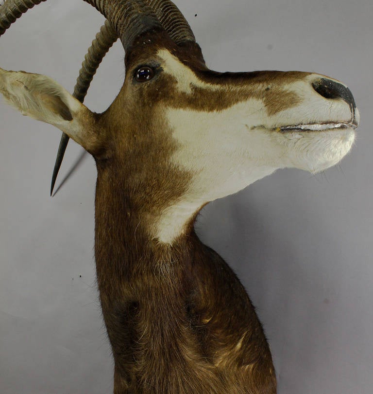 Large Stuffed Oryx Antelope Head In Good Condition In Berghuelen, DE