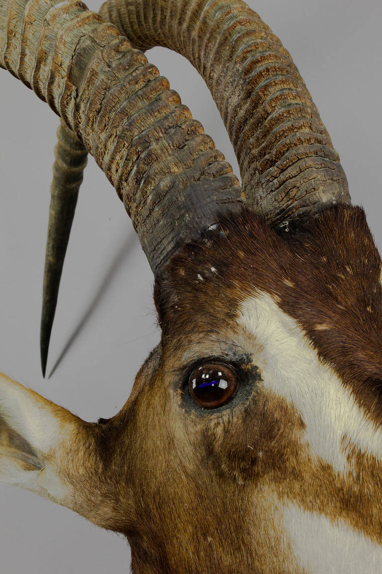Mid-20th Century Large Stuffed Oryx Antelope Head