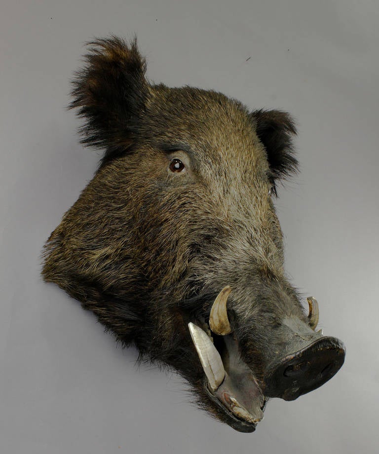 Wild Boar's Head Taxidermy