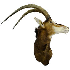 Large Stuffed Oryx Antelope Head