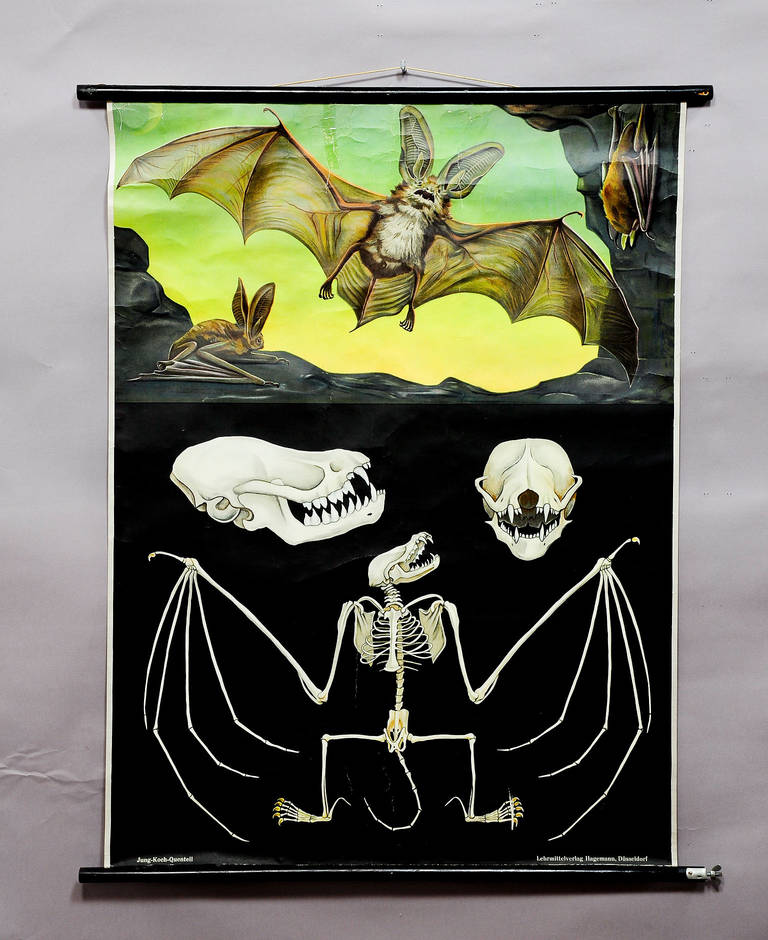 Vintage School Wall Chart, "The Bat and Its Anatomy"