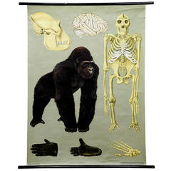 Vintage School Wall Chart, the Gorilla and its Anatomy