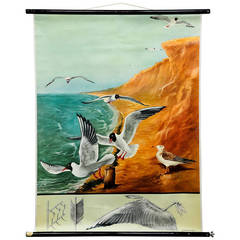 Vintage Wall Chart, Scenery with Black-Headed Gulls from German School