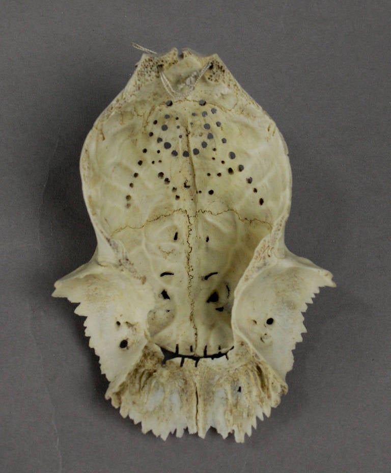 a set of three impressive carved deer skulls 4