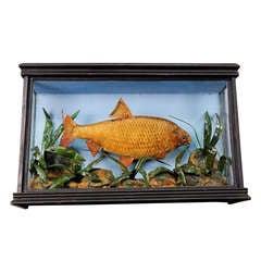 Taxidermy of a Bream in a Glass Showcase, circa 1900 4