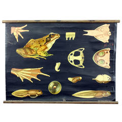 Antique school wall chart morphology of the water frog