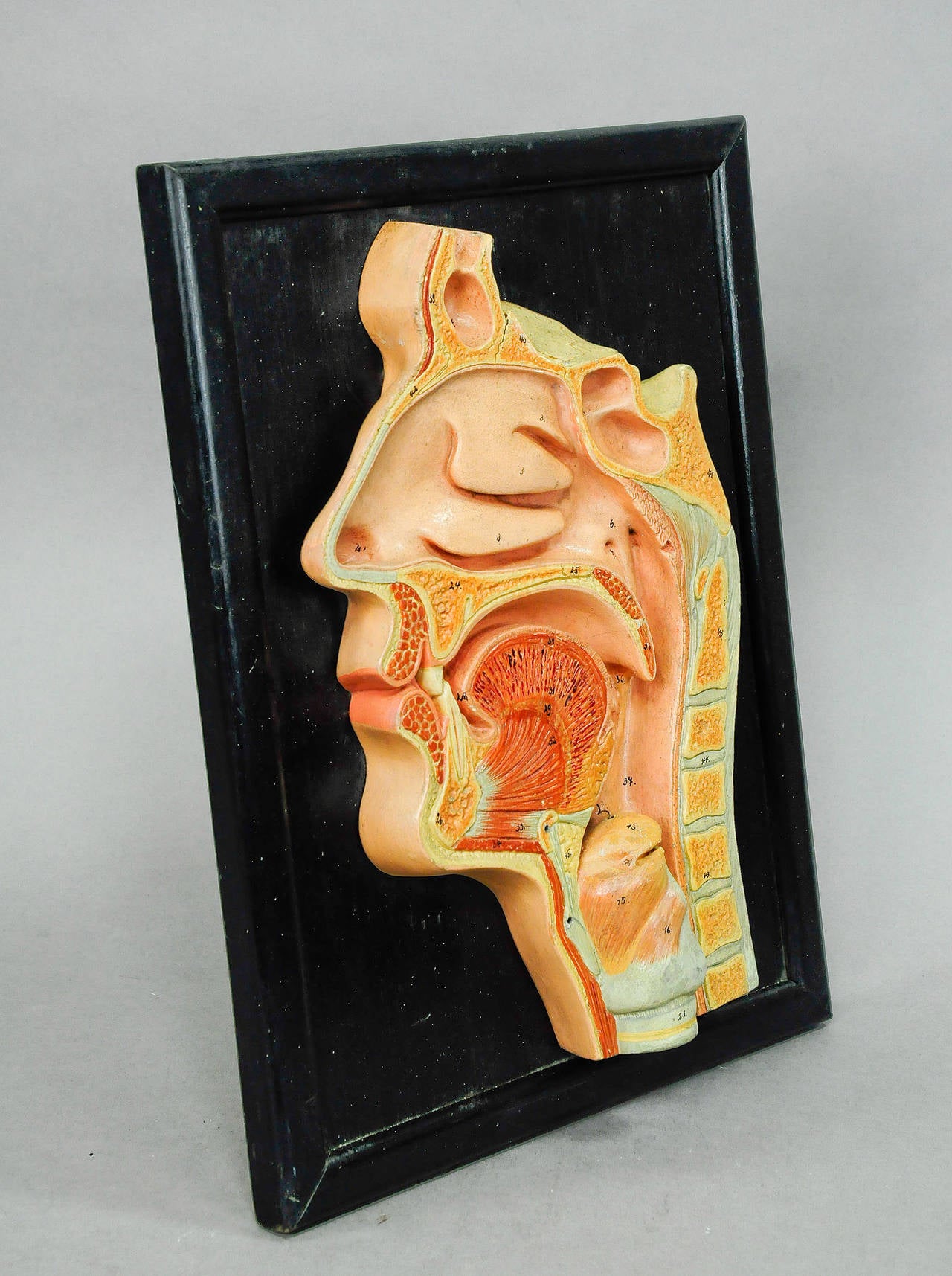 An antique hand-painted and hand lettered anatomical wall head model for class. Made of wood, papier mâché and plaster. Moveable cardia, Germany, circa 1910.