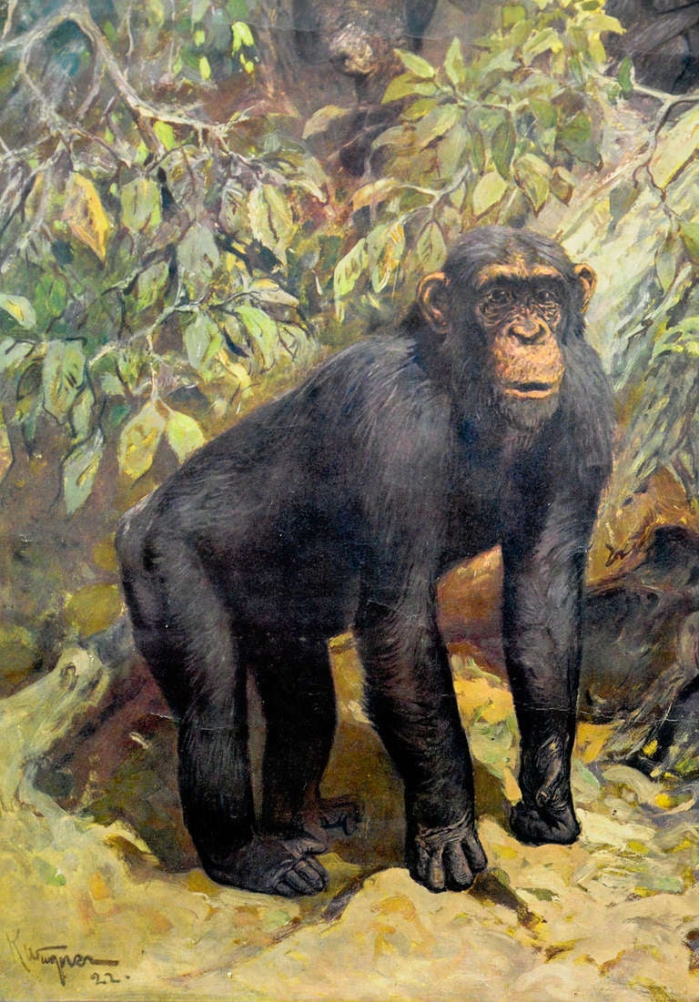 vintage school wall chart chimpanzee in the jungle - Cheeta at 1stDibs