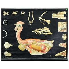 antique school wall chart morphology of the chicken ca. 1900