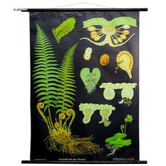 Vintage school wall chart - natural history inflorescences basket fern