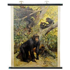 Vintage school wall chart chimpanzee in the jungle - Cheeta