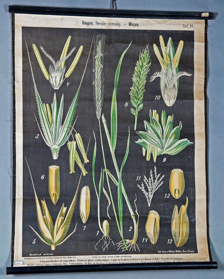 Antique School Wall Chart - Natural History Inflorescences Rye and ...