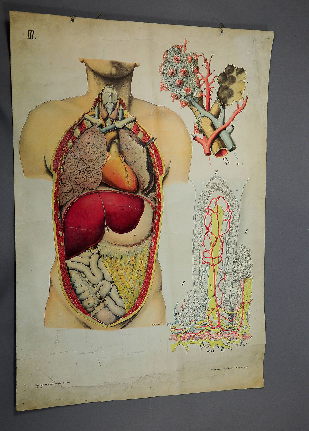 anatomical school wall chart - architecture of human anatomy 1910