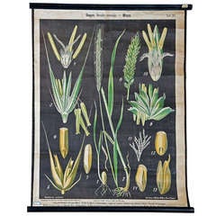 Antique School Wall Chart - Natural History Inflorescences Rye and Wheat