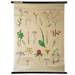 Antique School Wall Chart - Natural History Inflorescences