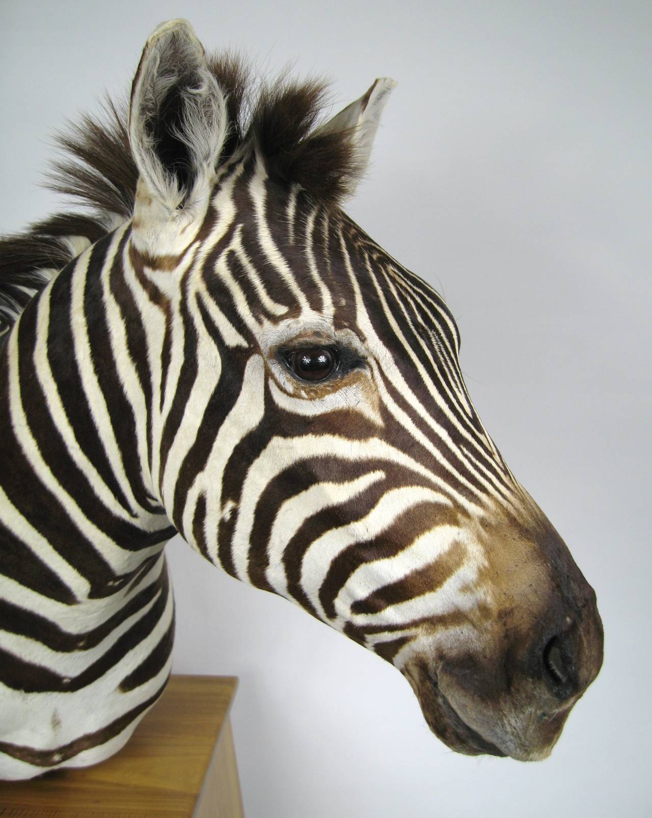 zebra head taxidermy