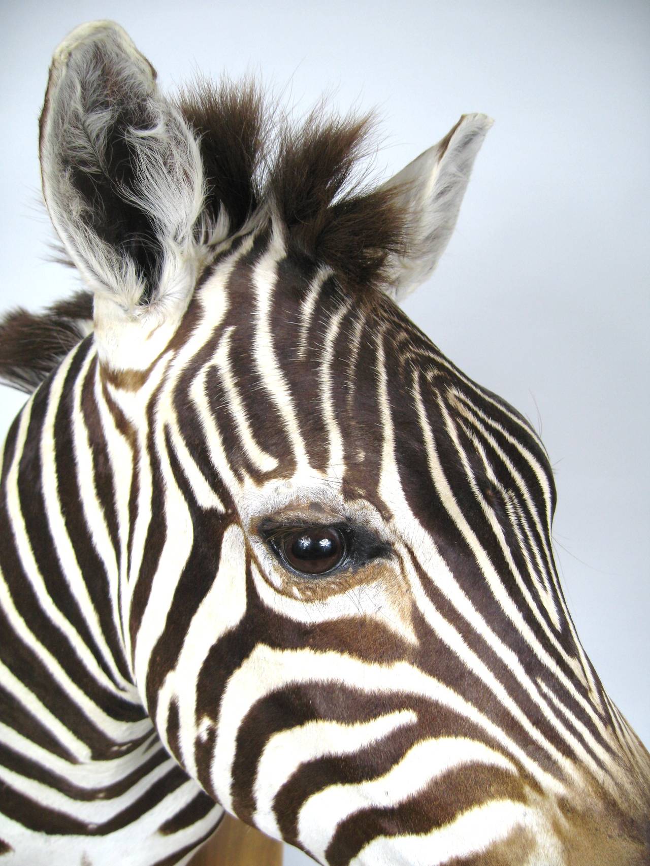 mounted zebra head
