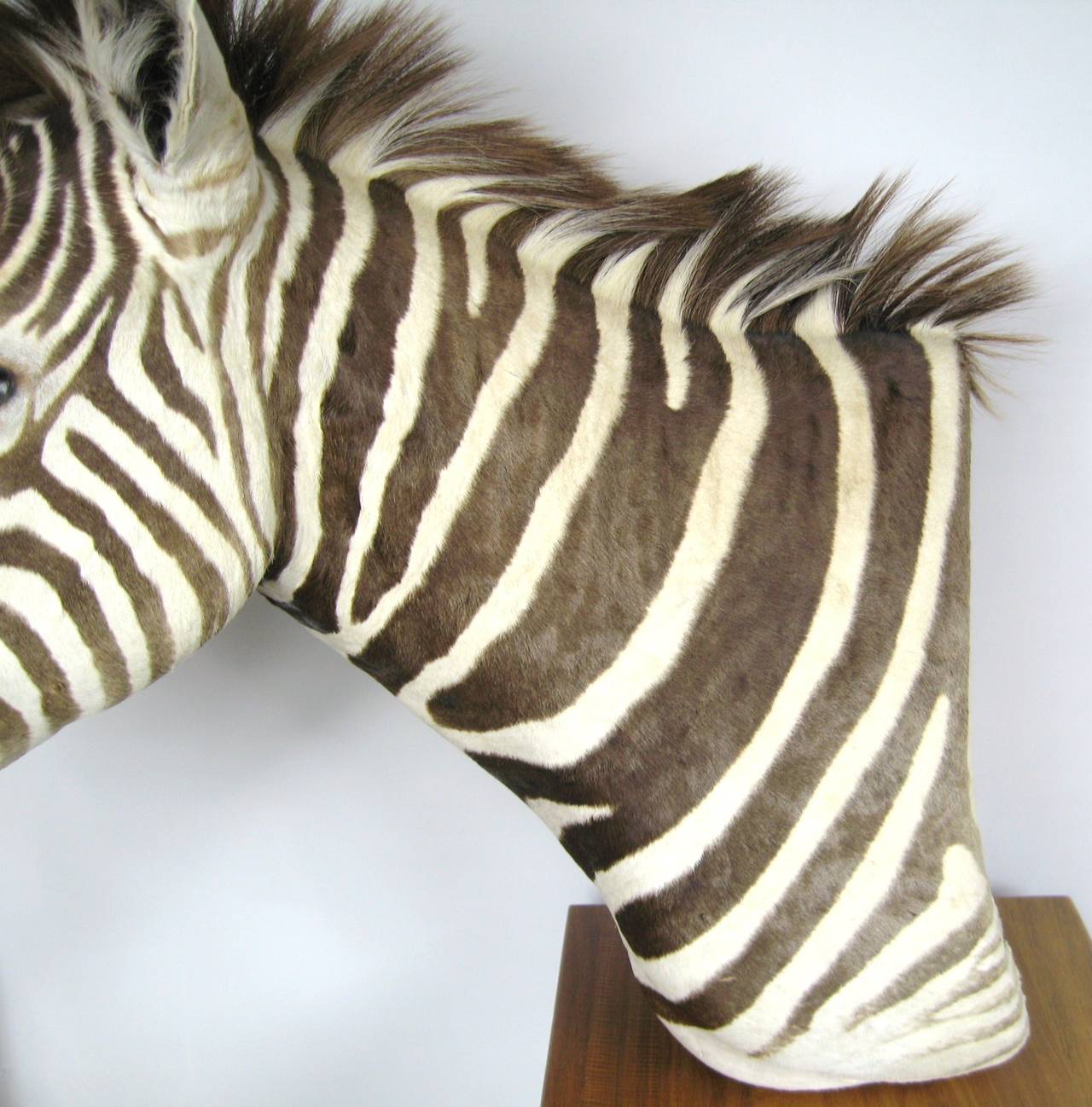 taxidermy zebra head