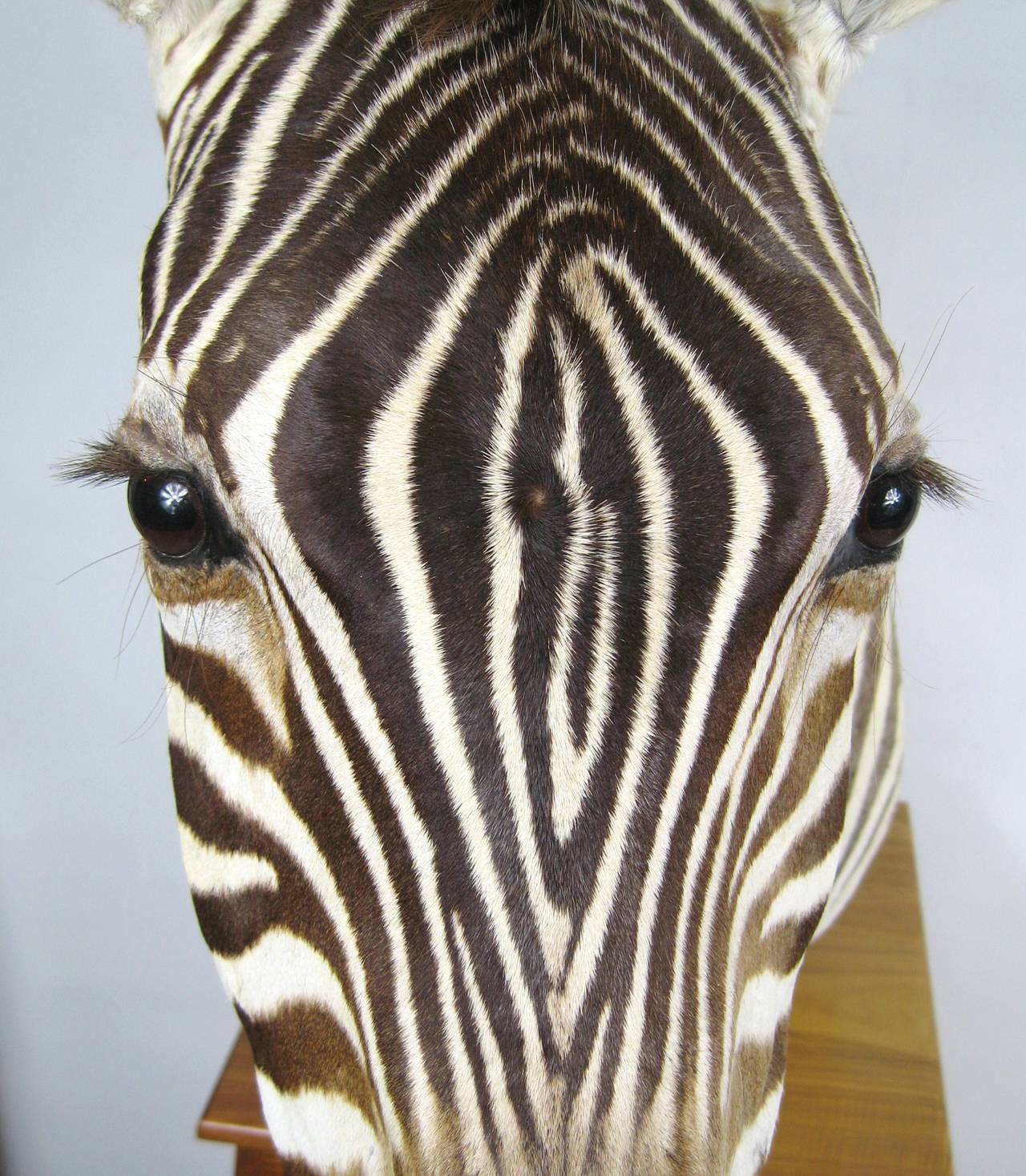 Taxidermy of Zebra Head Mounted on Wood Platform In Excellent Condition In Wallkill, NY