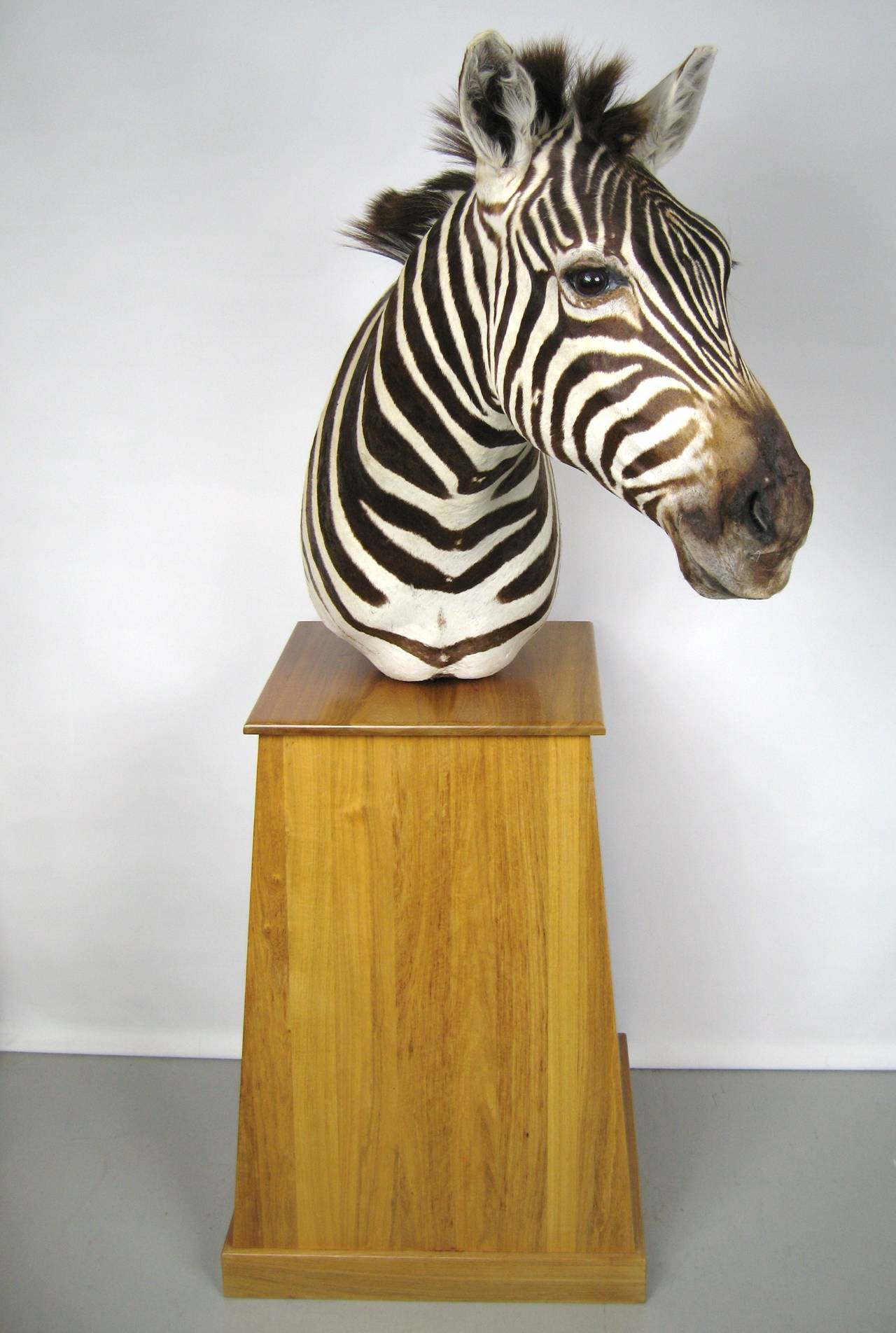 Mid-20th Century Taxidermy of Zebra Head Mounted on Wood Platform