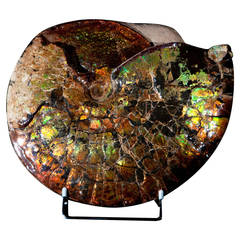 Antique Iridescent Ammonite