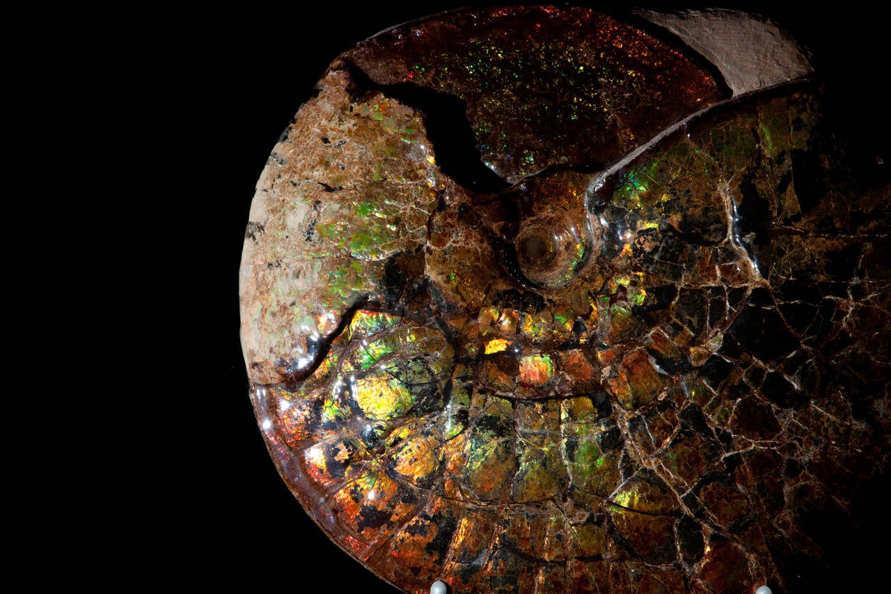 Canadian Iridescent Ammonite