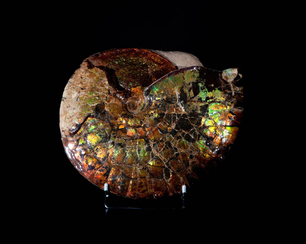 This mesmerising iridescent Ammonite from Alberta, Canada, is a particularly rare example of an ancient sea creature that went extinct at the same time as most dinosaurs. The vivid coloration is the result of millions of years of pressures and high