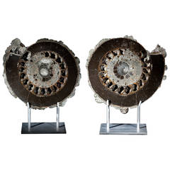 Pyritised Ammonite pair