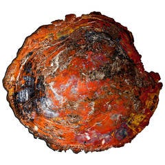 Fossil Wood slice
