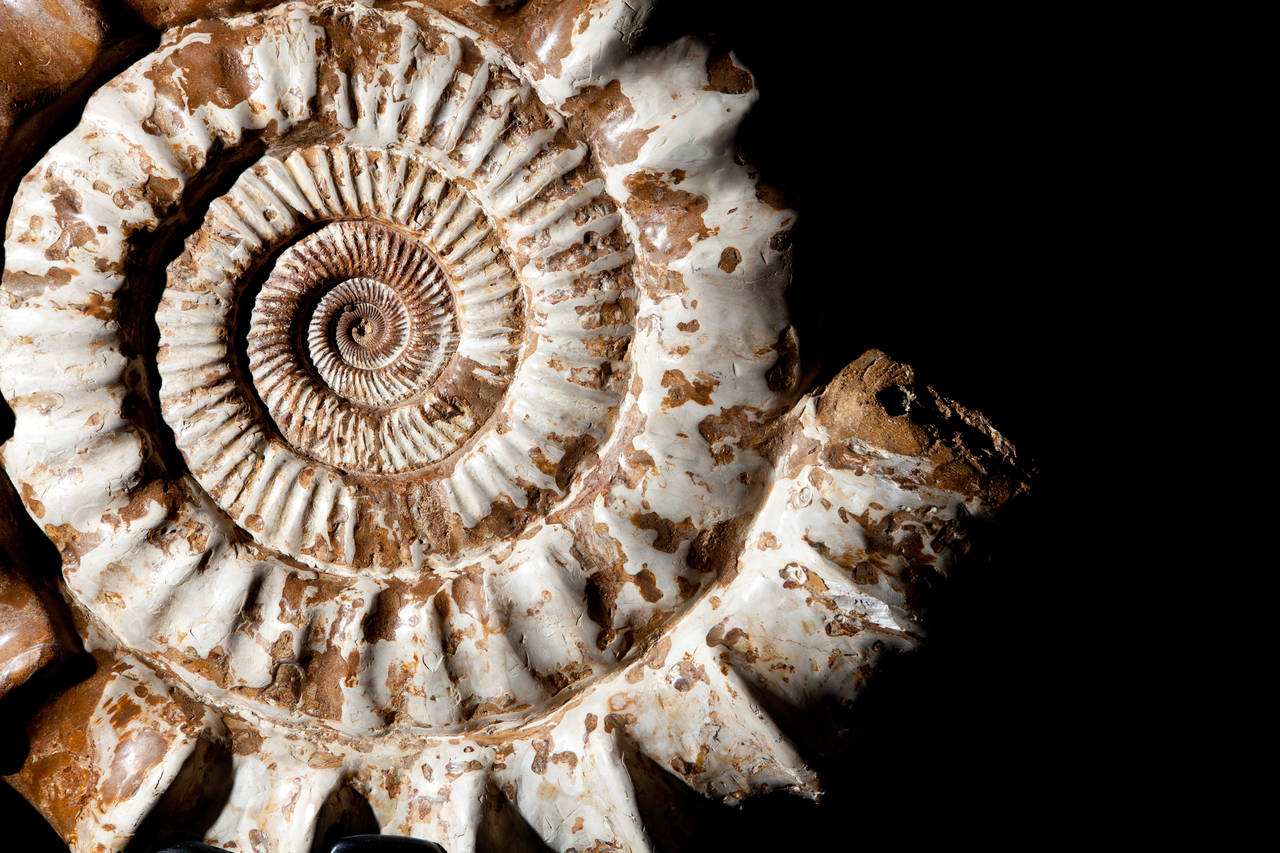 Malagasy Madagascar Ammonite