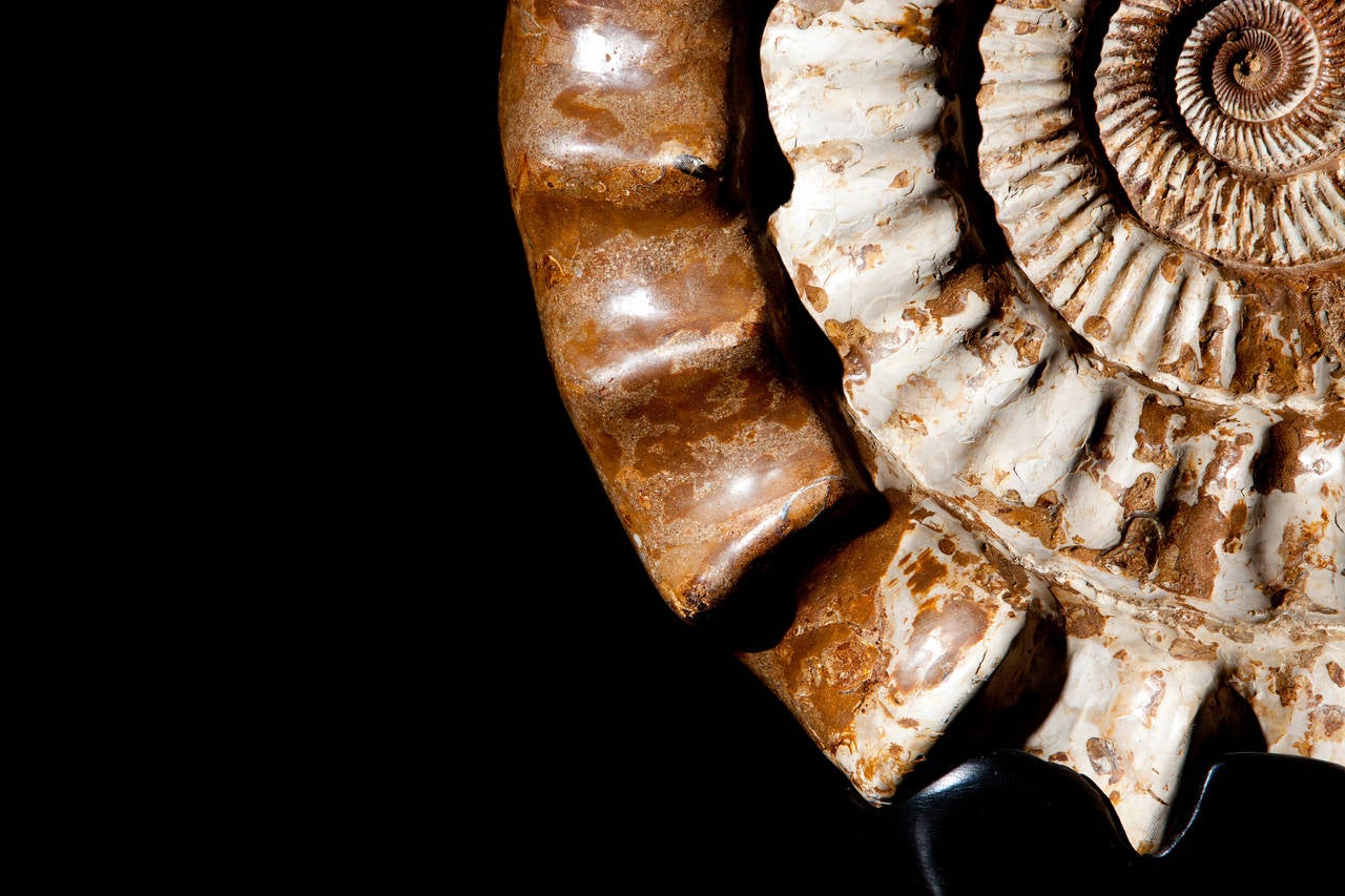 Madagascar Ammonite In Excellent Condition In London, GB