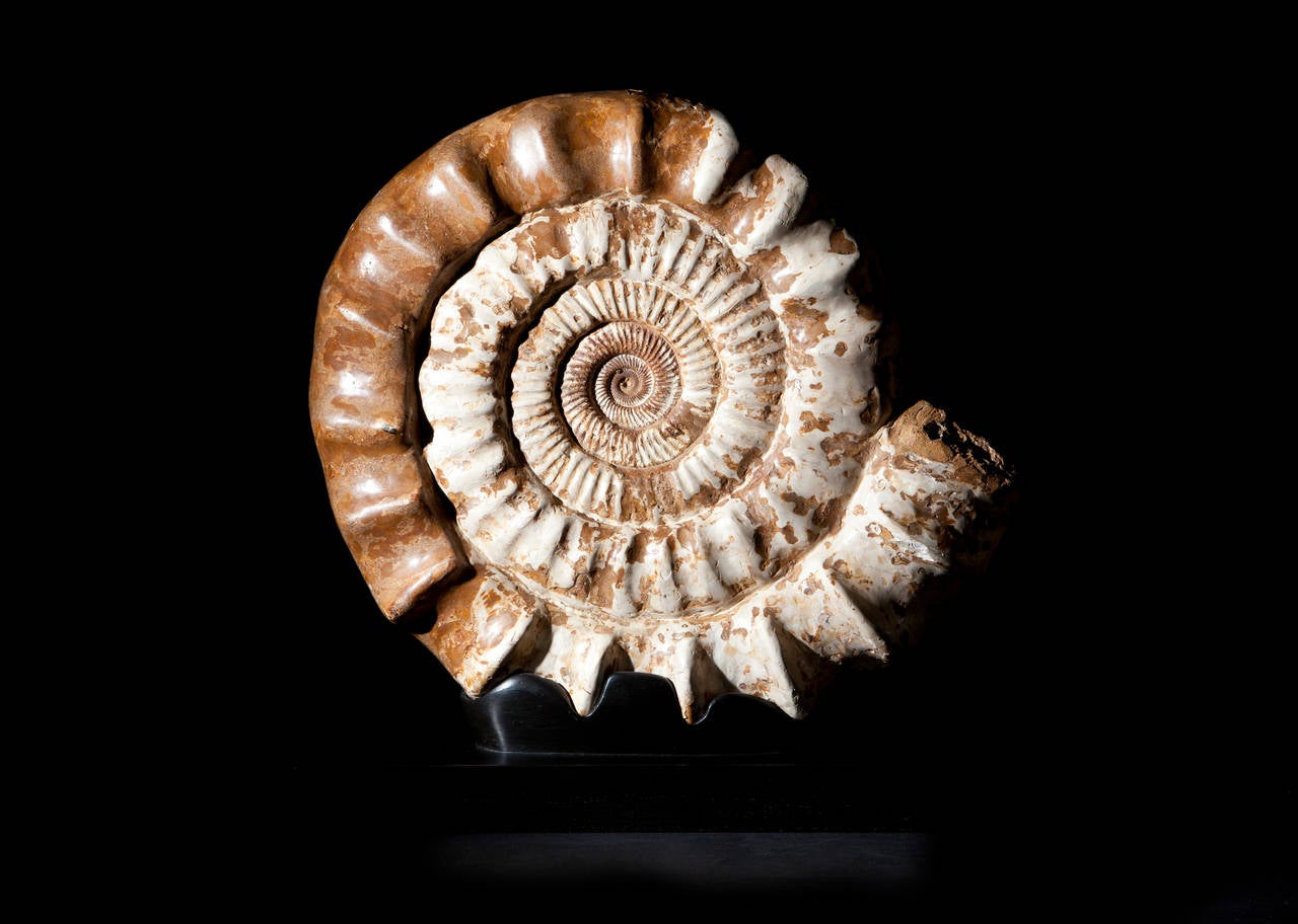 Madagascar is renown for producing beautifully preserved Ammonite fossils from both the Jurassic and the Cretaceous era. This is a fine example of a large scale specimen that has been beautifully mounted to appreciate the three-dimensional structure