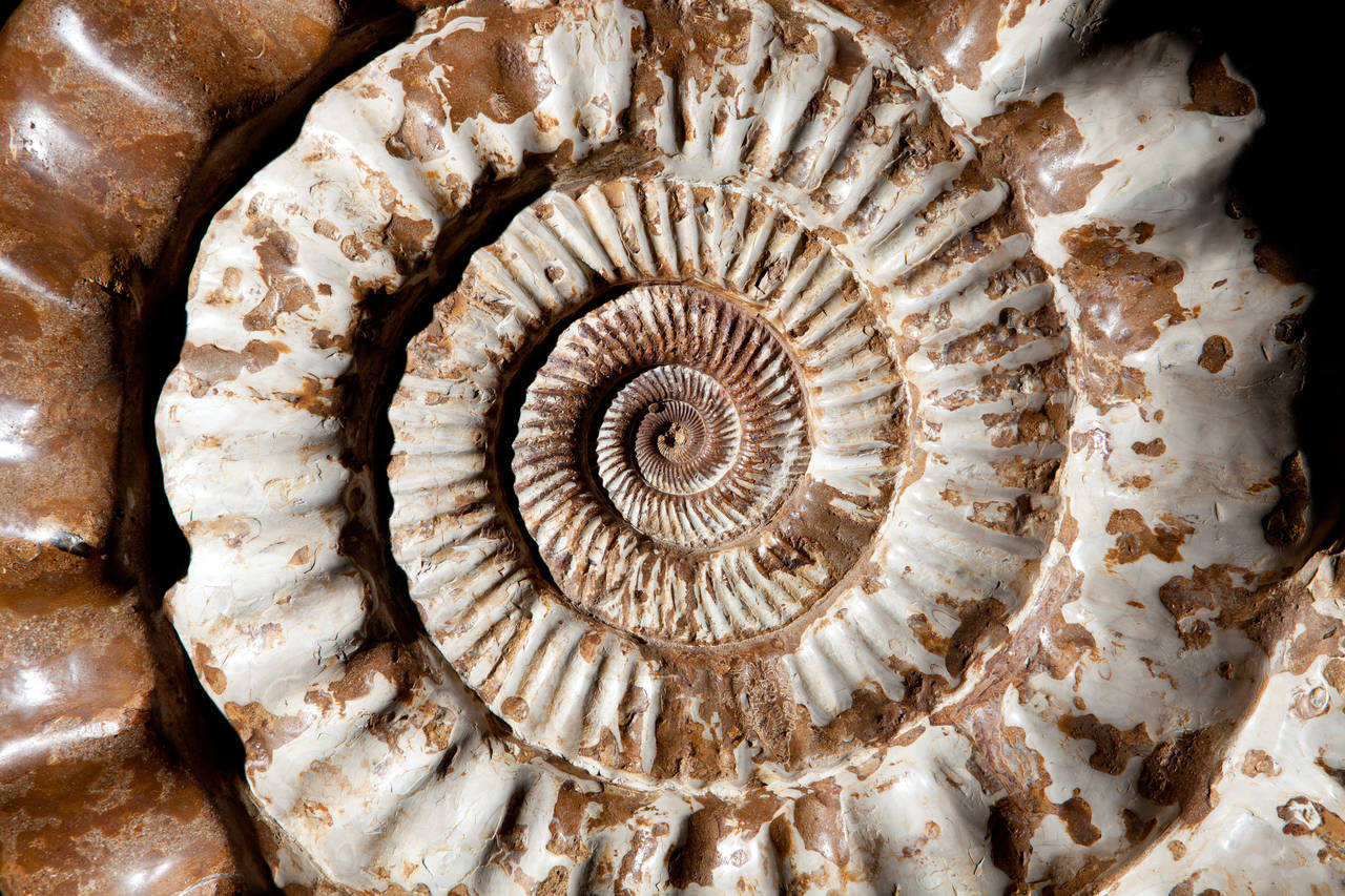 ammonite for sale