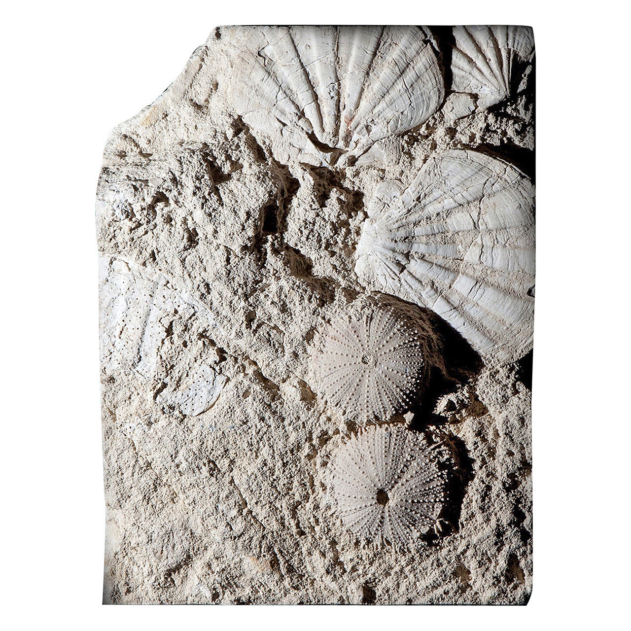 Sea Urchin and Pecten Fossil, France