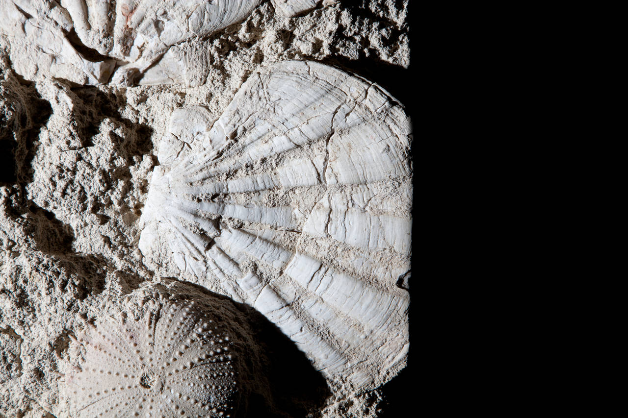 French Sea Urchin and Pecten Fossil, France
