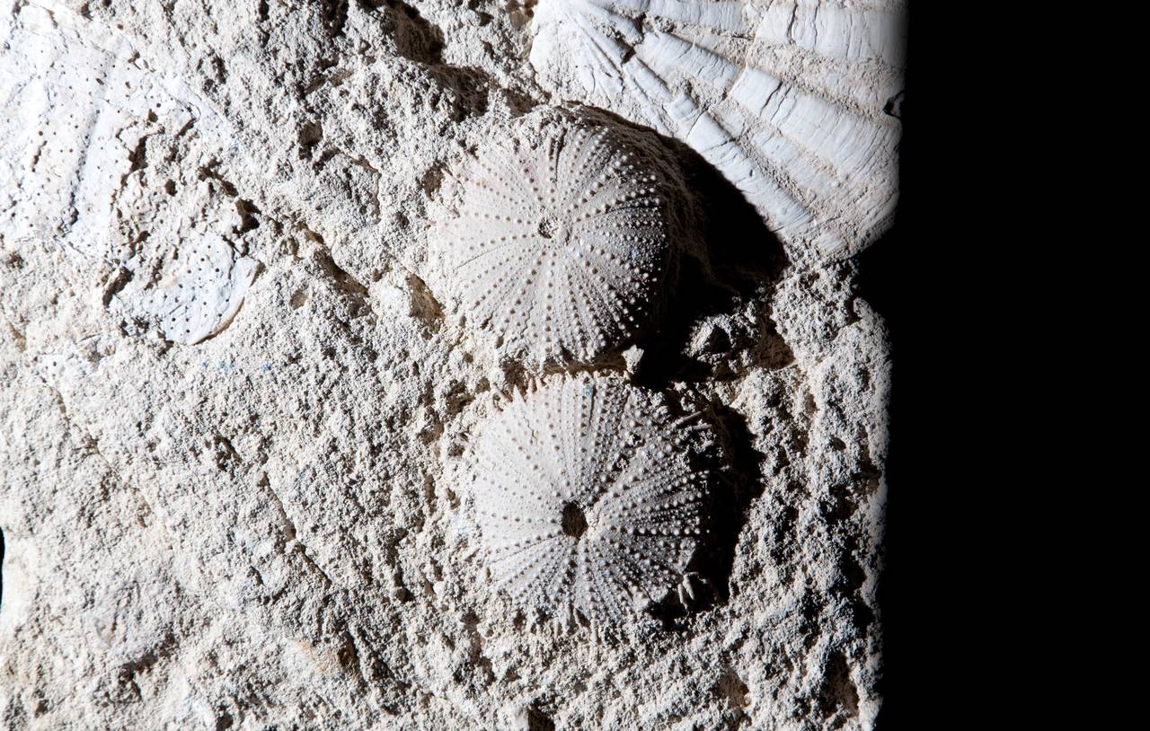 Sea Urchin and Pecten Fossil, France In Excellent Condition In London, GB