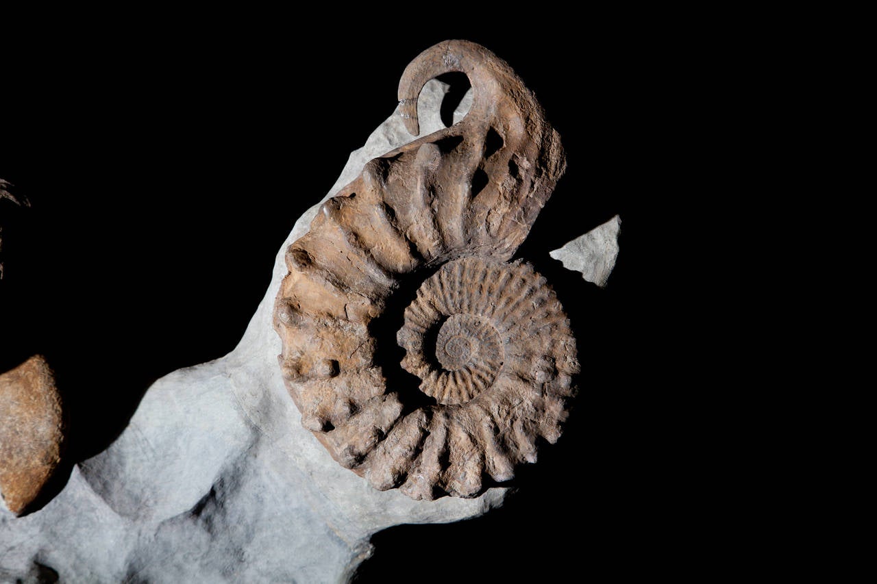 French Freestanding Ammonite Piece, Anisoceras sp, Mortoniceras sp, Ostlingoceras sp